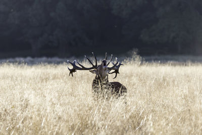 Stag shouting on field