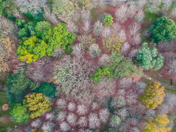 High angle view of flowering plants by trees