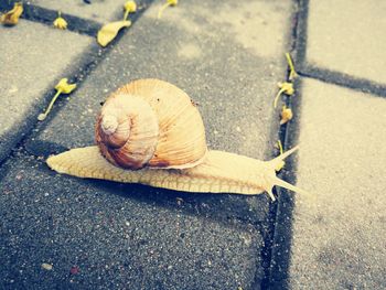 High angle view of snail on road