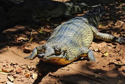 High angle view of crocodiles on land