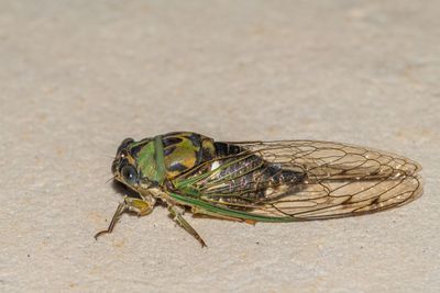 Close-up of housefly