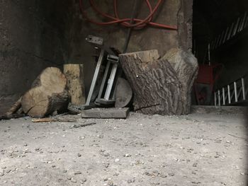 View of a cat in abandoned building