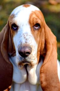 Portrait of dog outdoors