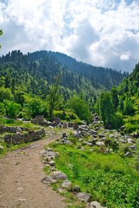 Plants growing on land against sky