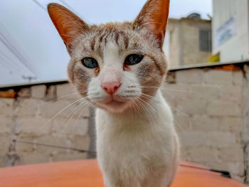 Close-up portrait of a cat
