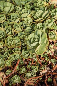 High angle view of succulent plant