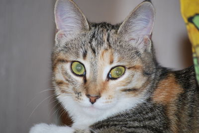 Close-up portrait of tabby cat