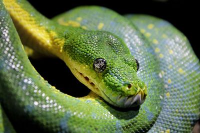 Close-up of green lizard