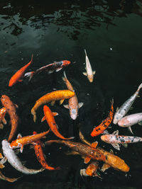 High angle view of koi carps swimming in lake