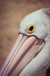 Close-up of bird