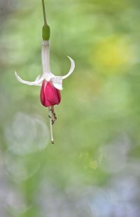 Close-up of pink flower bud