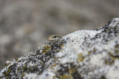 Close-up of lizard on rock
