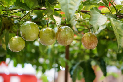 Close-up of fruits growing on plant