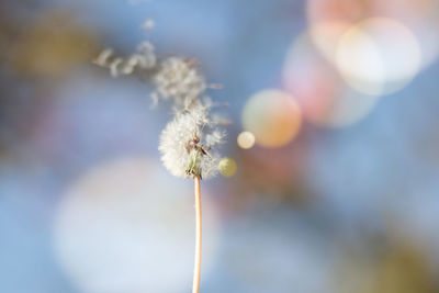 Close-up of dandelion against blurred background