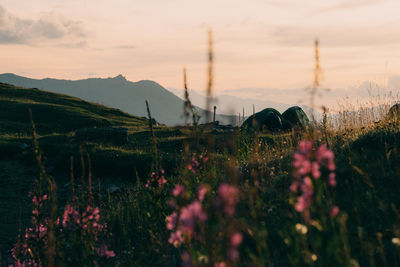 Scenic view of flowering plants on field against sky