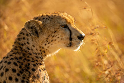 Close-up of backlit cheetah head and shoulders