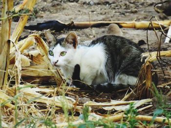 View of a cat lying on ground
