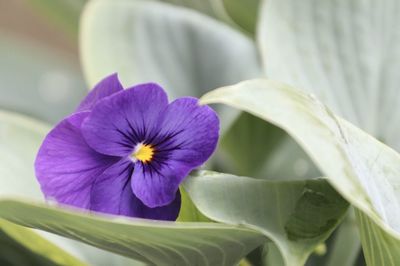 Close-up of purple flowering plant