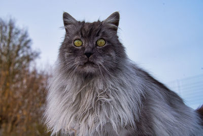 Close-up portrait of a cat