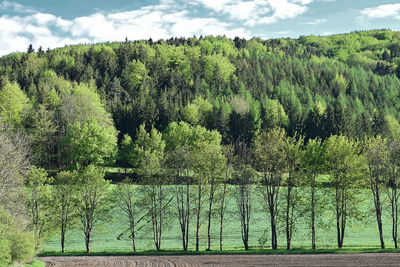 Scenic view of lake in forest against sky