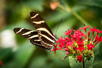 Close-up of butterfly pollinating on flower