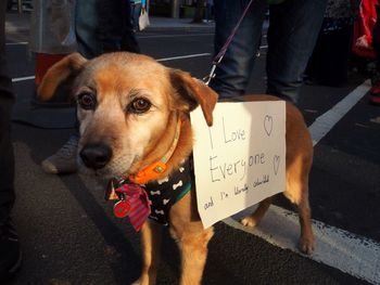 Portrait of dog standing on street in city