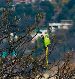 Close-up of bird perching on branch