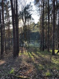 Trees on field in forest