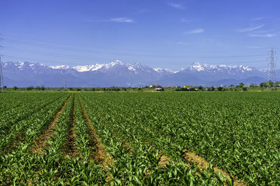 Scenic view of agricultural field against sky