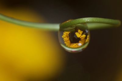 Close-up of yellow rose on leaf