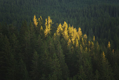 Pine trees in forest