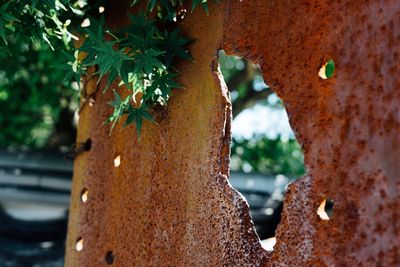 Close-up of rusty metal