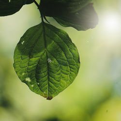 Close-up of green leaves