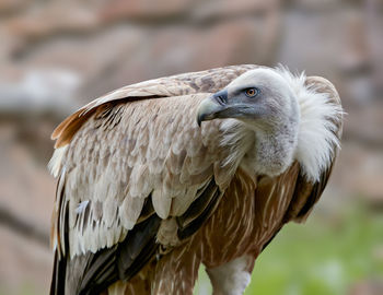 Close-up of owl perching outdoors