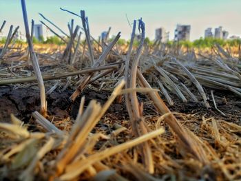 Close-up of plants on field against sky