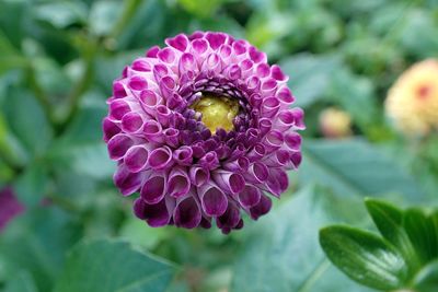 Close-up of purple flower blooming outdoors