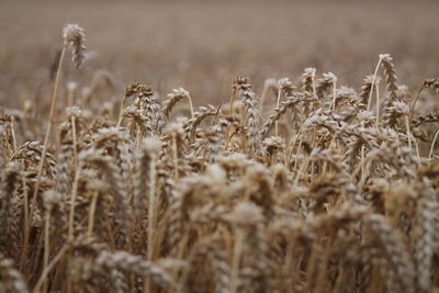 Close-up of stalks in field