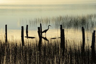 Silhouette of wooden posts in lake against sky