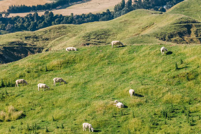 Sheep grazing in a field