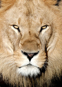 Close-up portrait of a cat