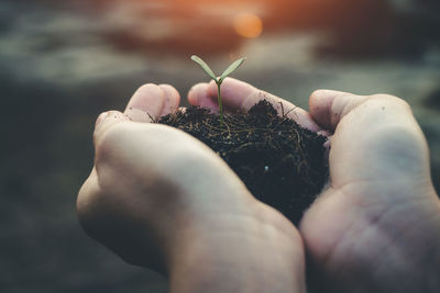 Close-up of hand holding plant