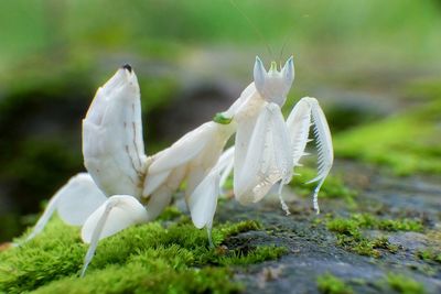 Close-up of white flower plant