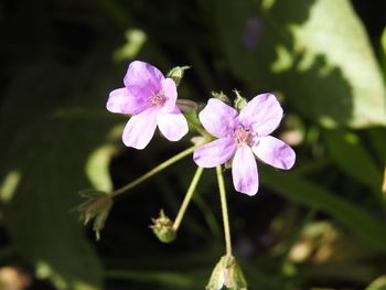 Close-up of pink flowers blooming outdoors