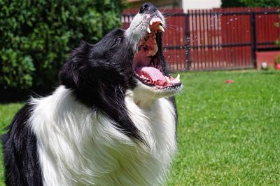 Close-up of border collie yawning in yard