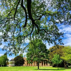 Trees in lawn