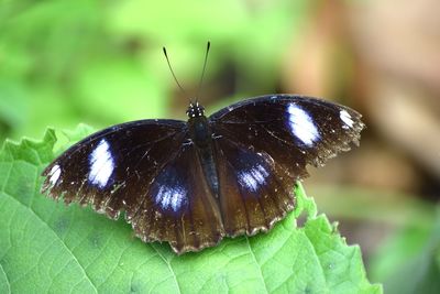 Close-up of butterfly on leaf