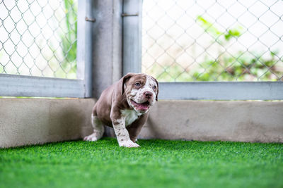 Portrait of dog looking through fence