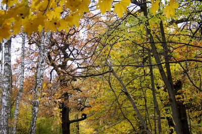 Low angle view of trees in forest