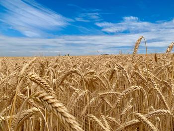 Scenic view of wheat field against sky