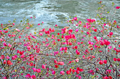 Close-up of pink flowering plant in lake